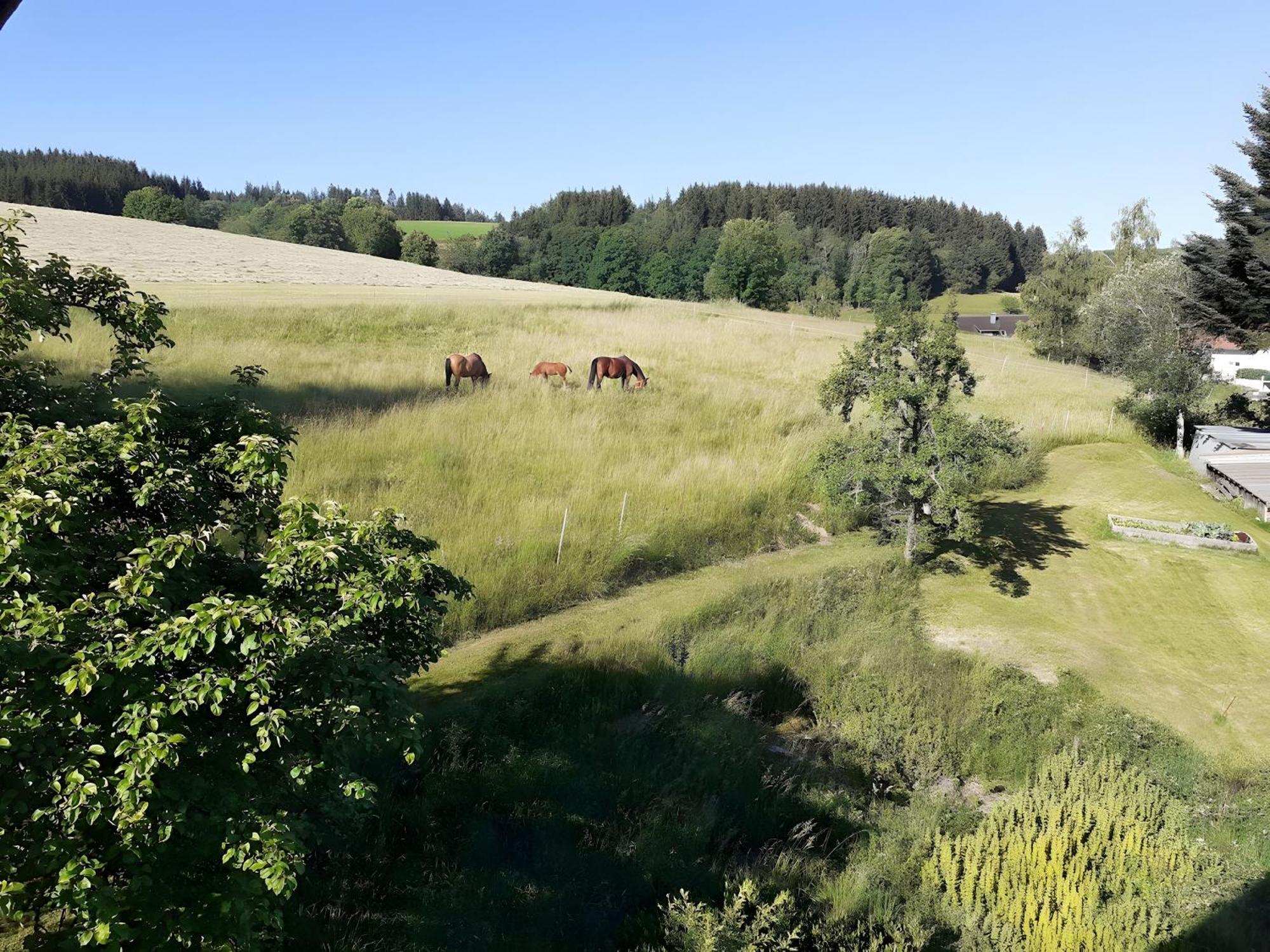 Ferienwohnung Brigachglueck Sankt Georgen im Schwarzwald Dış mekan fotoğraf